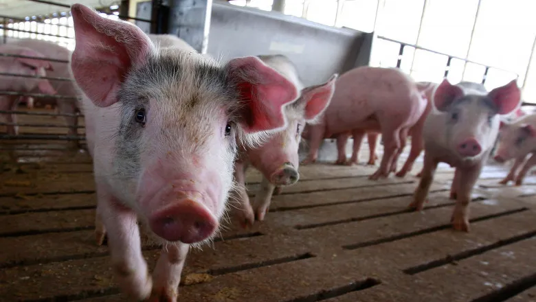 Porci într-o fermă.